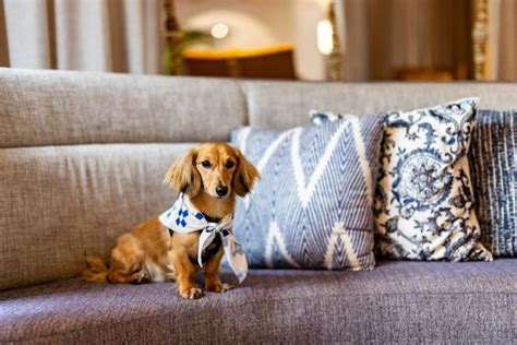 ritz carlton bacara pet policy.